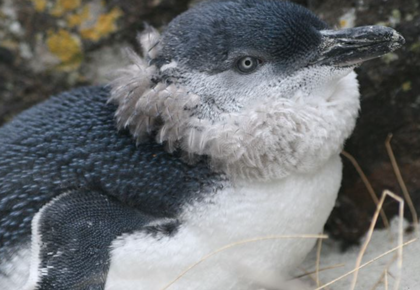 Dead penguins spark DOC warning - Inside Government NZ