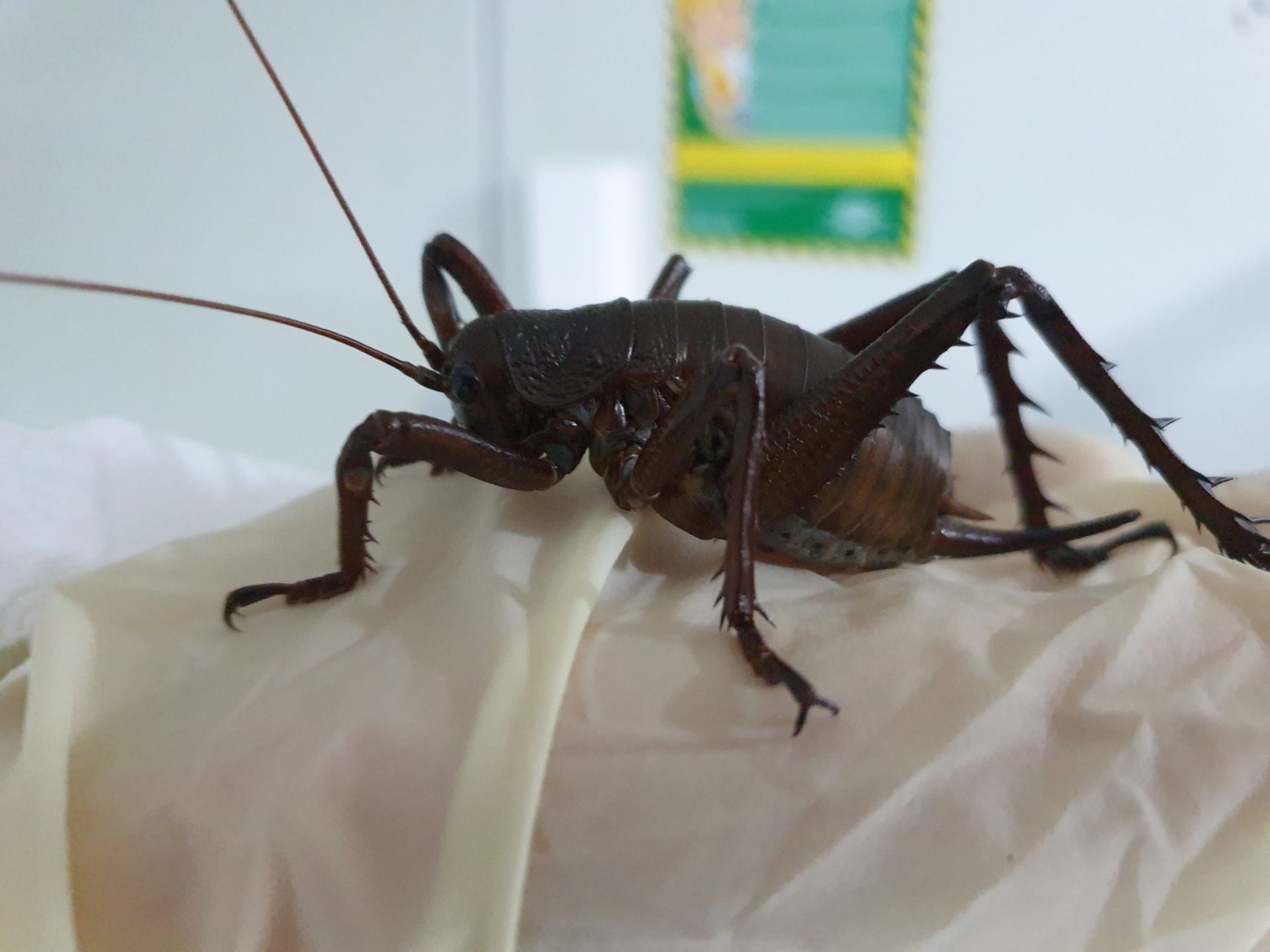 Rare giant wētā on the move to save species Inside Government NZ