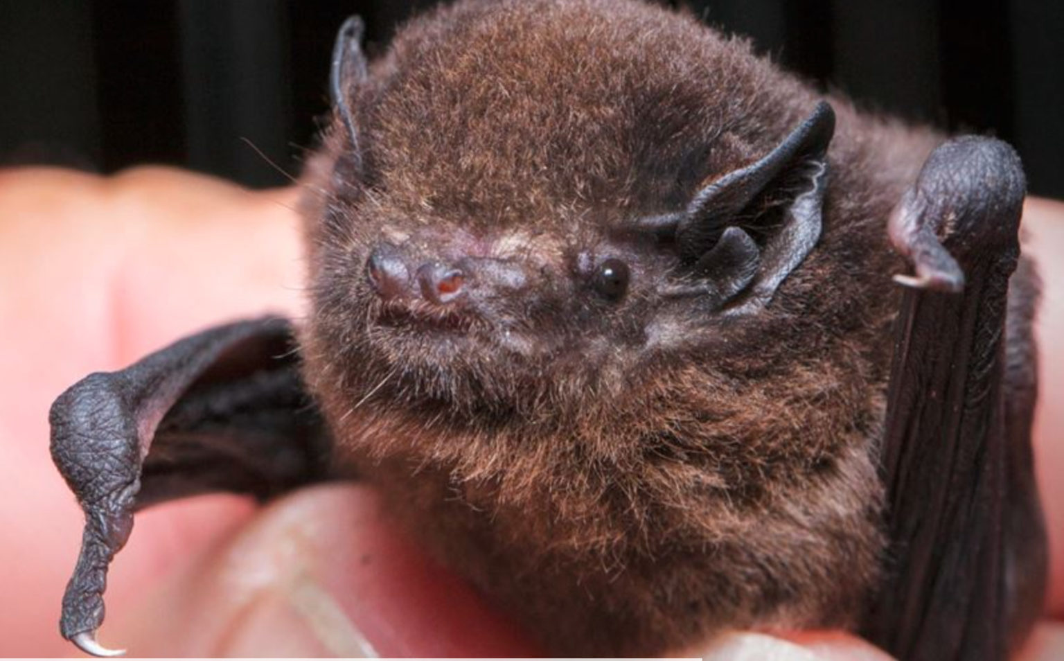 Rare bats come out of hiding Inside Government NZ