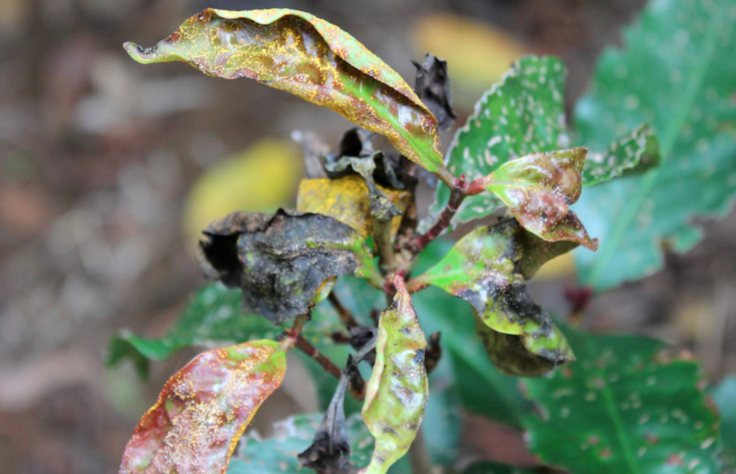 Funding in the wind for myrtle rust - Inside Government NZ