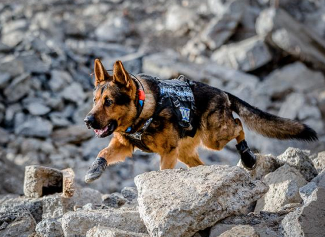 Make a date with 2022 NZ Police Dog calendar Inside Government NZ