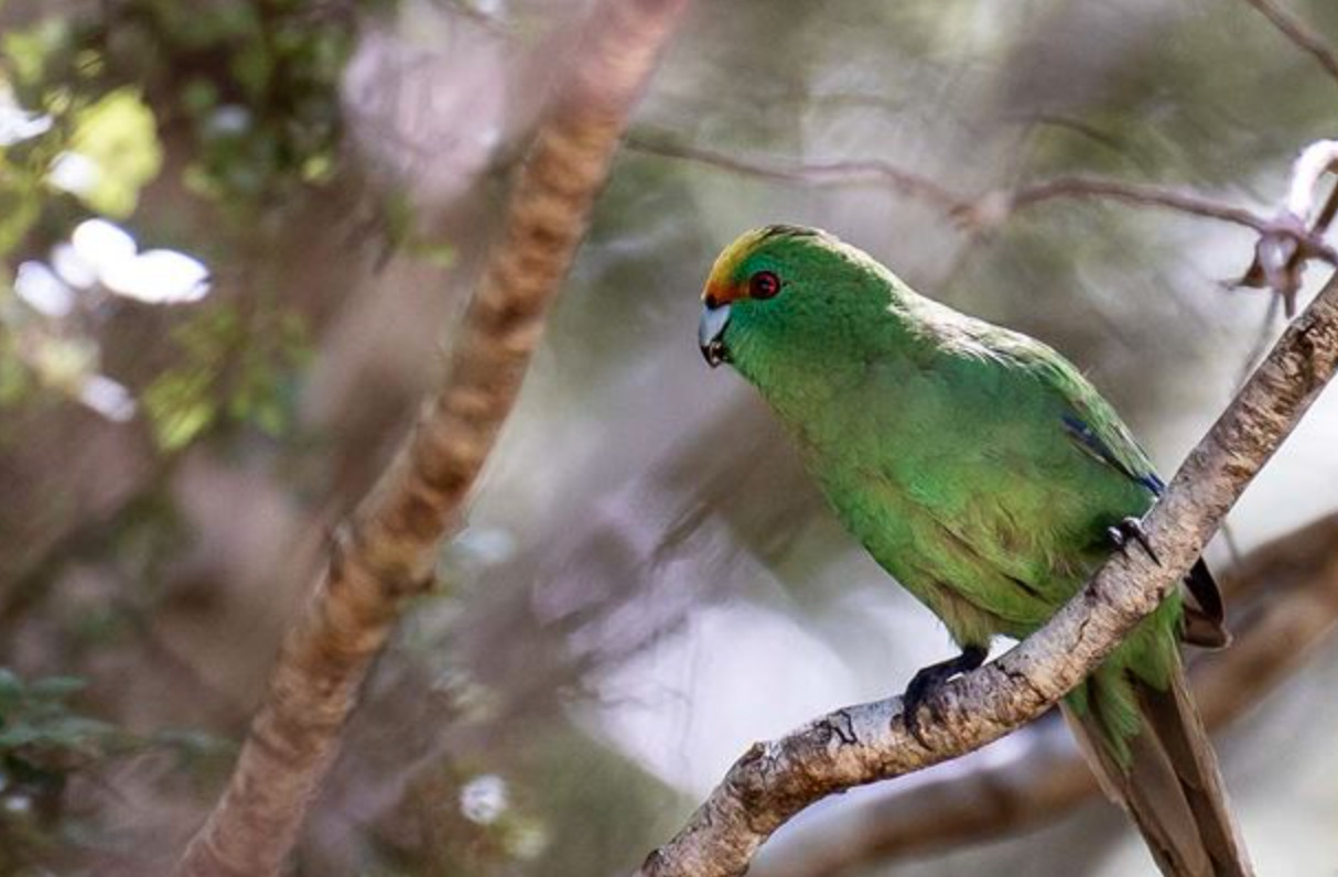 Predator op to protect parakeet population - Inside Government NZ