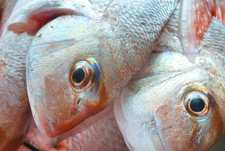 Landmark Māori fisheries agreement reaches 30th year - Inside Government NZ