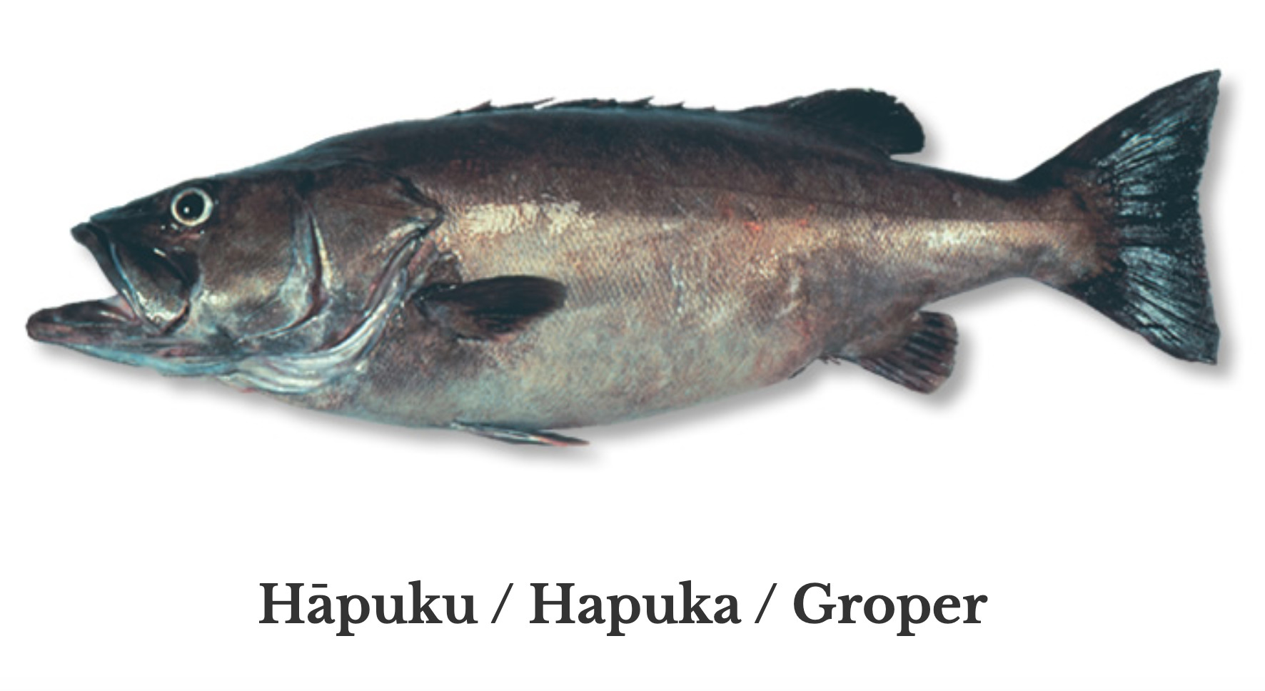 Daily fish limits take a dive - Inside Government NZ