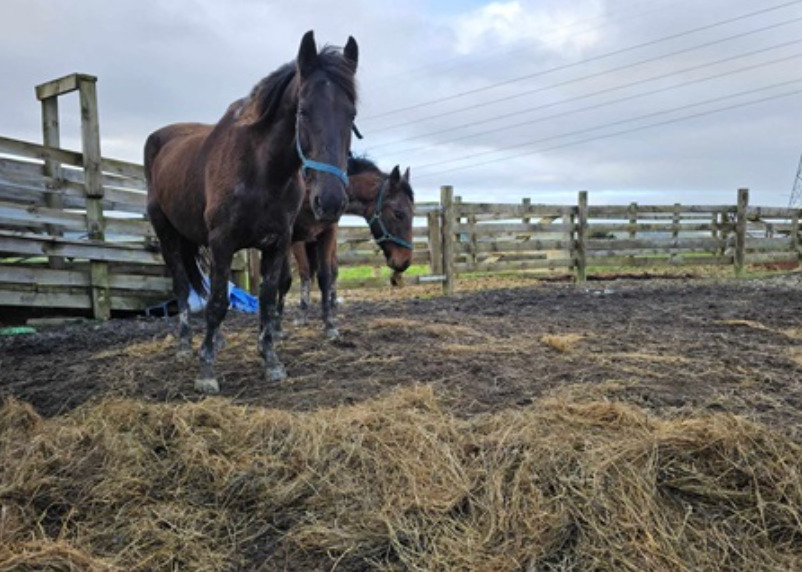 Community board grants 3,000 to wrangle wild horse problem Inside