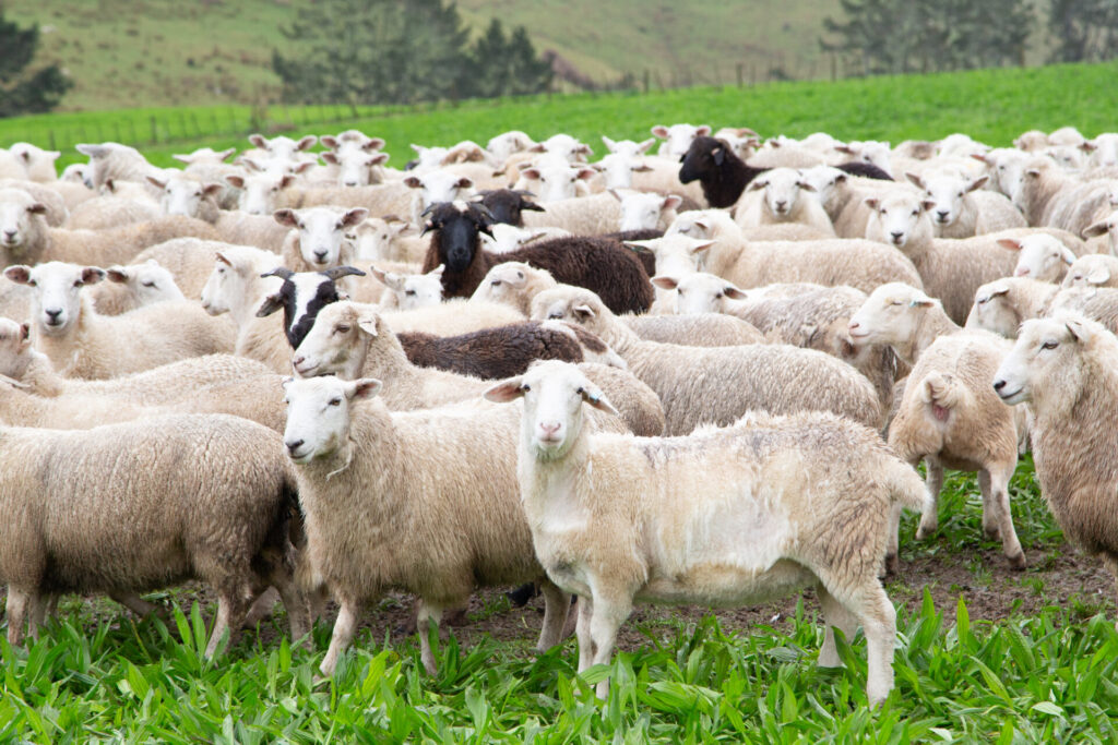 Future sheep ahead of the flock - Inside Government NZ