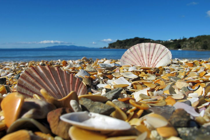 Shellfish warning for Waiheke - Inside Government NZ