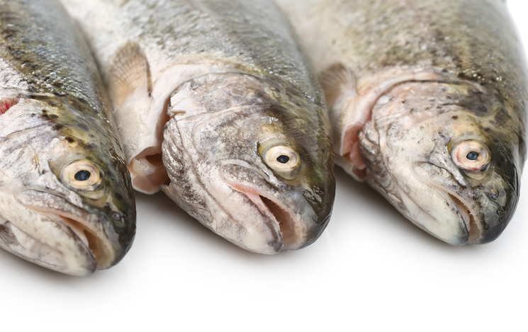 Taranaki council investigation nets cause of fishy problem - Inside ...