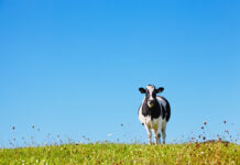 Lincoln Uni study unearths health benefits of regenerative farming