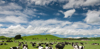 Pāmu forecasts earnings uplift