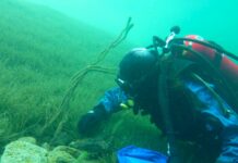 Tide turns in Lake Wānaka weeds battle