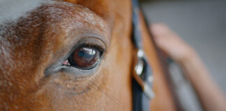 Man, 70, fined over animal cruelty offences