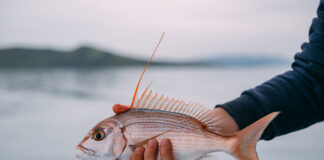 Napier fisher gets community detention for fish dumping
