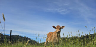 Govt loan to upgrade Māori trust farm infrastructure