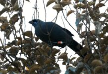 Hūnua Ranges pest control pays off for native wildlife