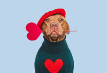 Auckland Council embraces new Puppy Love website