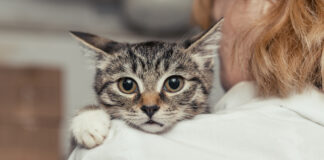 UC symposium examines role of animals in family violence response