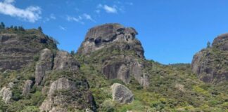 Northland native forest restoration project on track