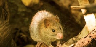 Island Invasives conference returns to Auckland university