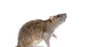 Woolworths fined $33,000 over rat infestation at Dunedin store