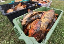 Kapiti takes aim at freshwater ‘possums’